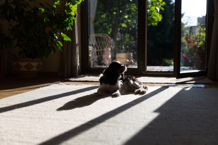 Séjour ensoleillé avec un chien